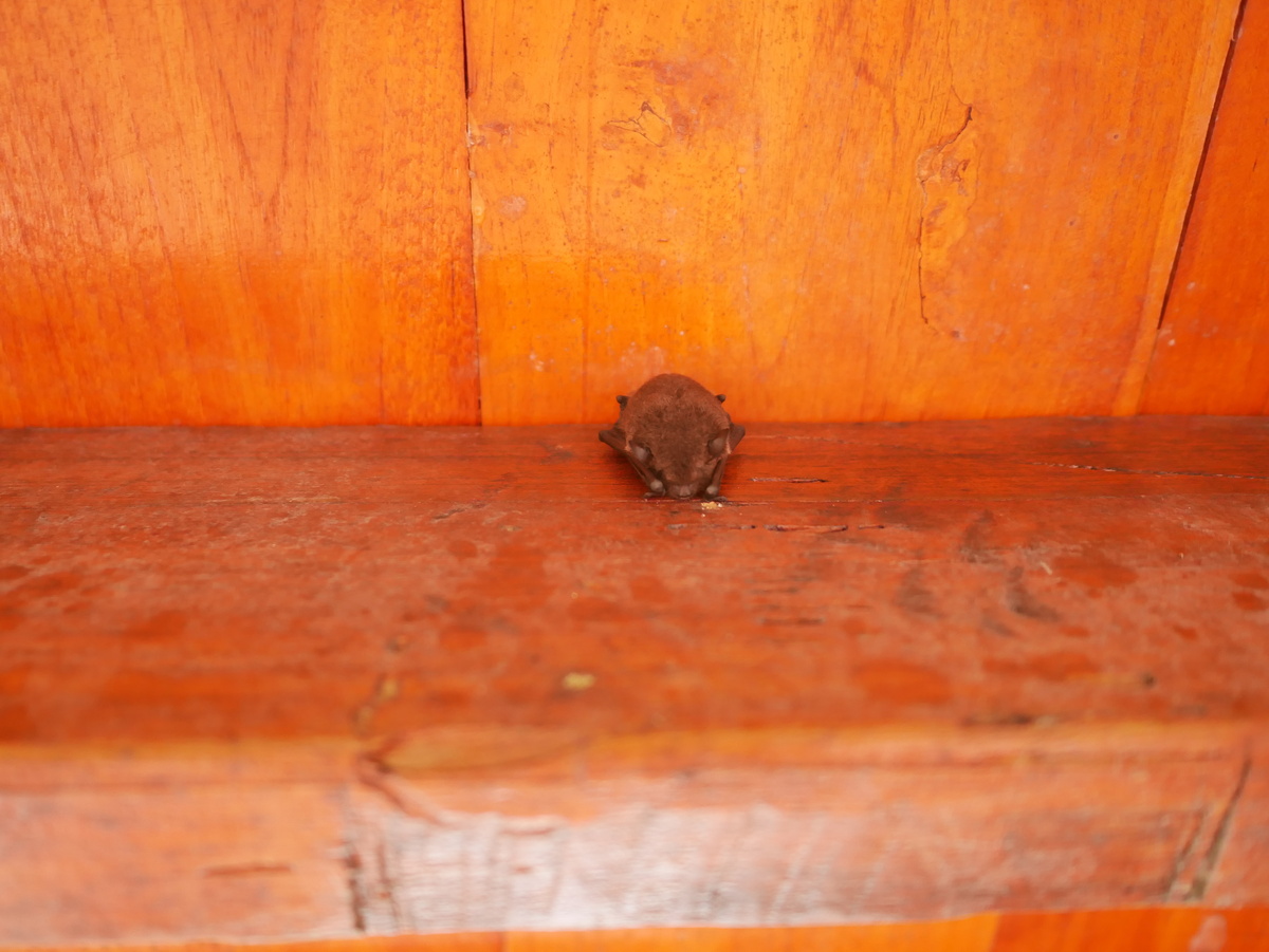 Bats Troy Ohio